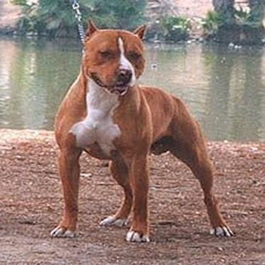 ASK Kennels Bobby Sire Rebels Cove Pit Bull.jpg